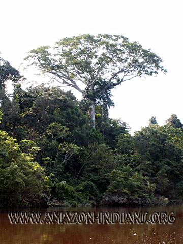 Matses Natives - Ceiba