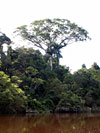 Amazon Ceiba Tree