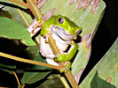 Poison Tree Frog