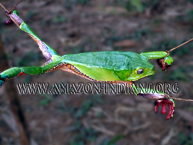 Matses-Mayoruna Indians - Poison Frog - Phyllomedusa bicolor